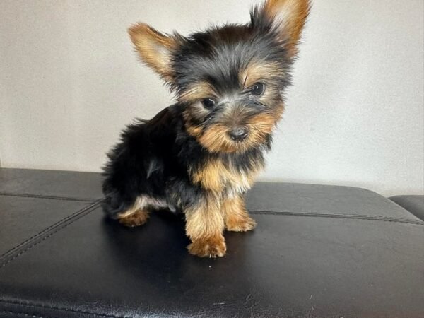 Toy male Yorkshire Terrier puppy named Blake, sitting on a cozy blanket.