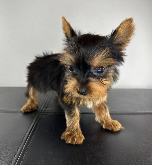 Teacup female Yorkshire Terrier puppy named Jenny, sitting on a cozy blanket.
