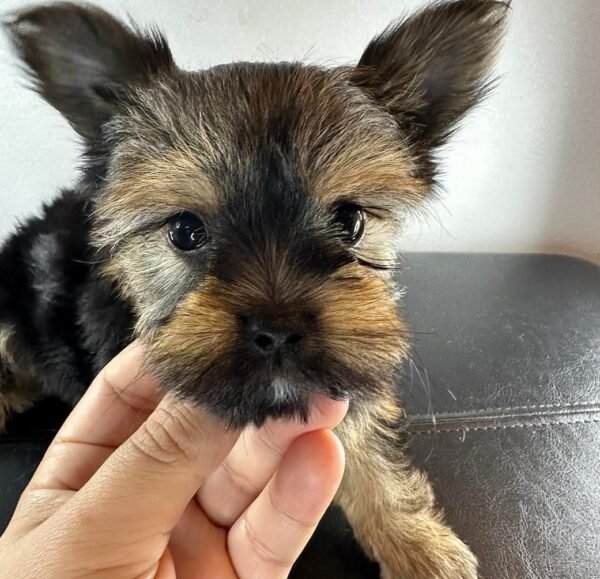 Teacup female Yorkshire Terrier puppy named Mimie, sitting on a cozy blanket.