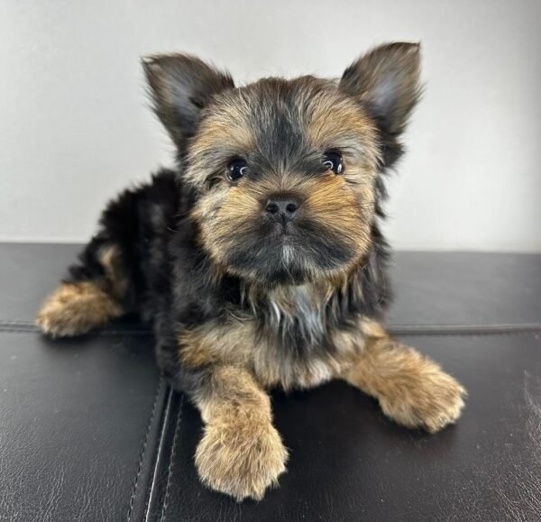 Teacup female Yorkshire Terrier puppy named Mimie, sitting on a cozy blanket.