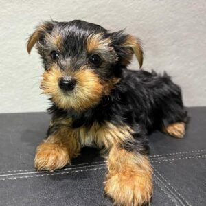 Standard male Yorkshire Terrier puppy named Javis, sitting on a cozy blanket.