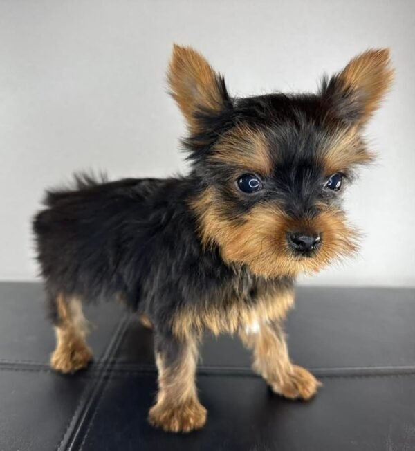 Teacup female Yorkshire Terrier puppy named Jenny, sitting on a cozy blanket.