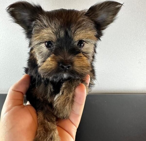 Teacup female Yorkshire Terrier puppy named Mimie, sitting on a cozy blanket.