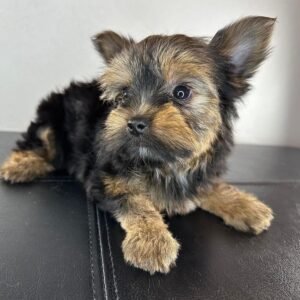Teacup female Yorkshire Terrier puppy named Mimie, sitting on a cozy blanket.