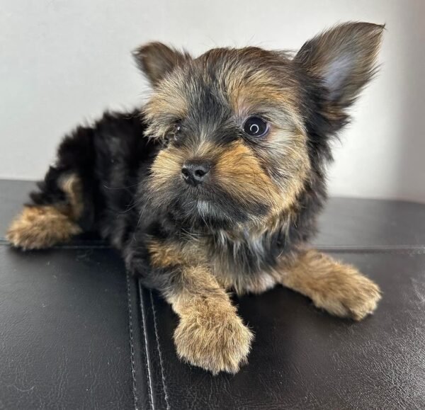 Teacup female Yorkshire Terrier puppy named Mimie, sitting on a cozy blanket.