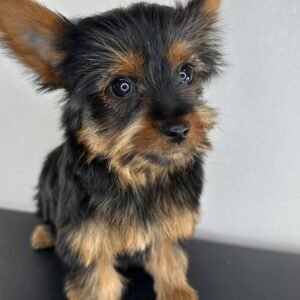Chase Yorkshire Terrier Puppy