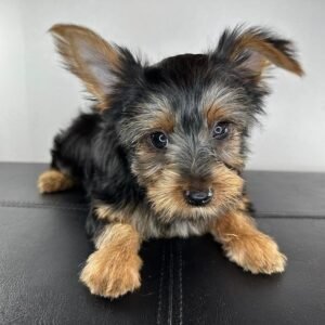 Standard-size male Yorkshire Terrier puppy named Jake, sitting on a cozy blanket.
