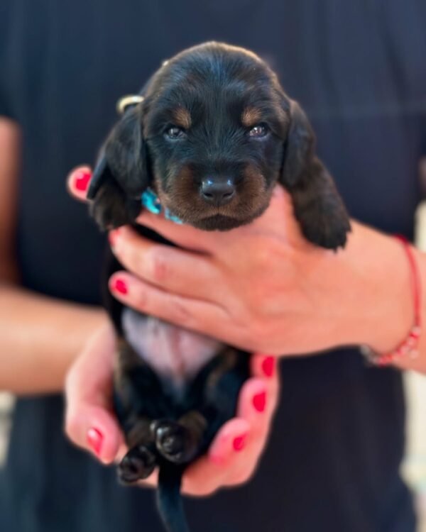 Tuxedo, a long-haired black and tan Miniature Dachshund puppy, curled up and sleeping peacefully on a cozy blanket.