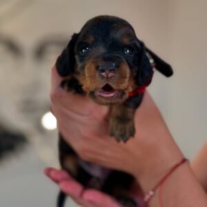 Panda, a 2-week-old female Miniature Dachshund puppy with tan fur, resting peacefully on a cozy blanket.