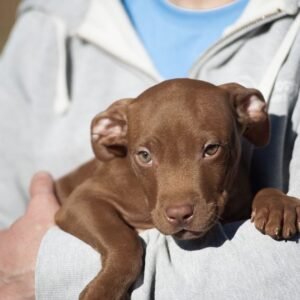 3-week-old male Pitbull Terrier puppy, Tom, exploring his surroundings.