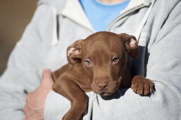 3-week-old male Pitbull Terrier puppy, Tom, exploring his surroundings.
