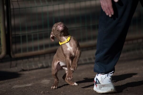 3-week-old female Pitbull Terrier puppy, Luna, exploring her surroundings.
