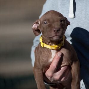 3-week-old female Pitbull Terrier puppy, Luna, exploring her surroundings.