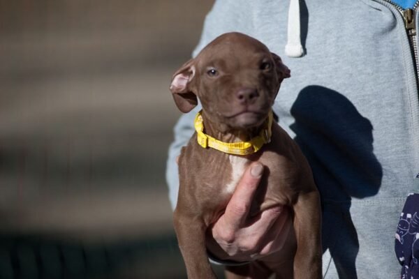 3-week-old female Pitbull Terrier puppy, Luna, exploring her surroundings.