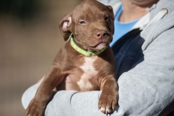 3-week-old male Pitbull Terrier puppy, Marvin, exploring his surroundings.
