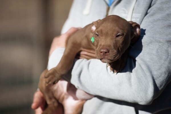 3-week-old male Pitbull Terrier puppy, Elvis, exploring his surroundings.