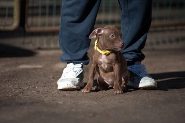 3-week-old female Pitbull Terrier puppy, Luna, exploring her surroundings.