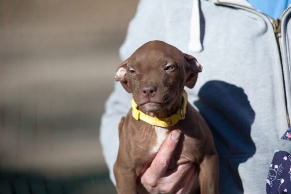 3-week-old female Pitbull Terrier puppy, Luna, exploring her surroundings.