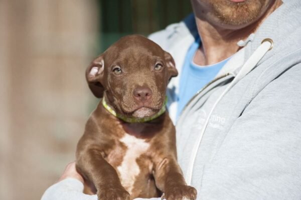 3-week-old male Pitbull Terrier puppy, Marvin, exploring his surroundings.