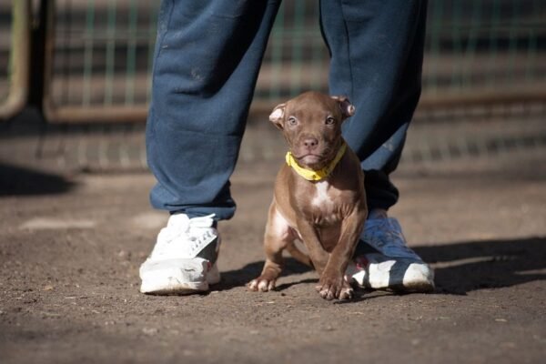 3-week-old female Pitbull Terrier puppy, Luna, exploring her surroundings.