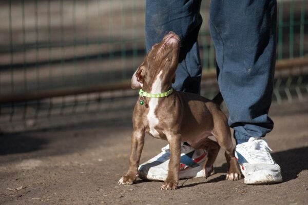 3-week-old male Pitbull Terrier puppy, Marvin, exploring his surroundings.