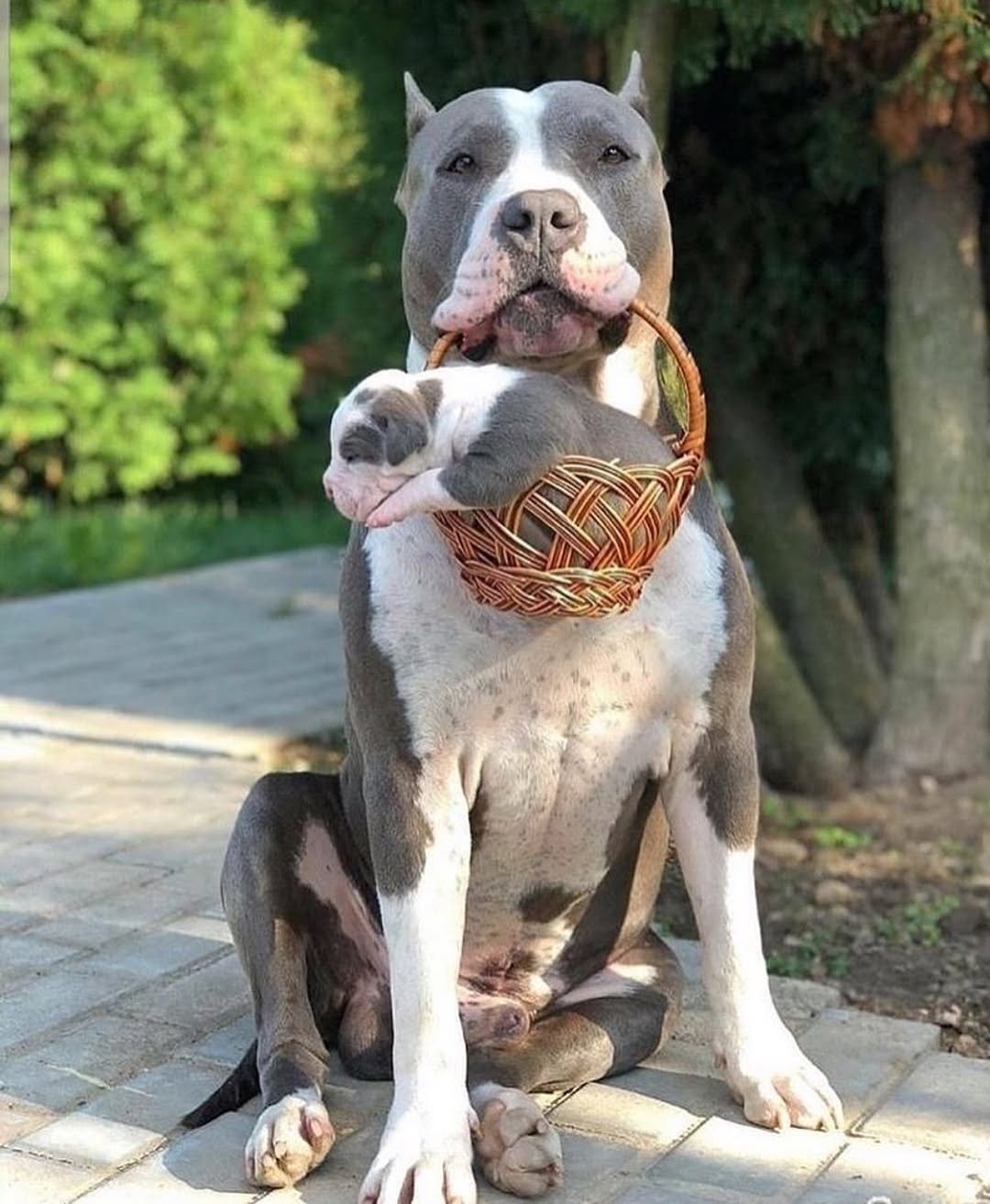 Pit Bull