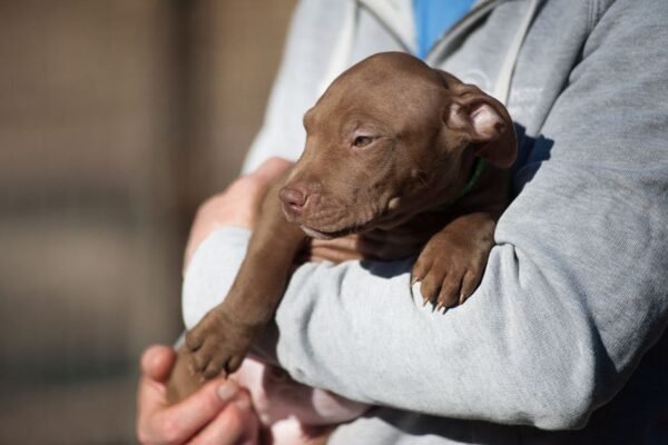 3-week-old male Pitbull Terrier puppy, Elvis, exploring his surroundings.