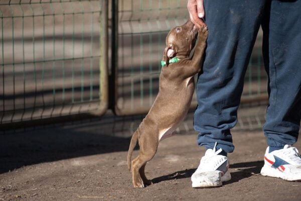 3-week-old male Pitbull Terrier puppy, Elvis, exploring his surroundings.