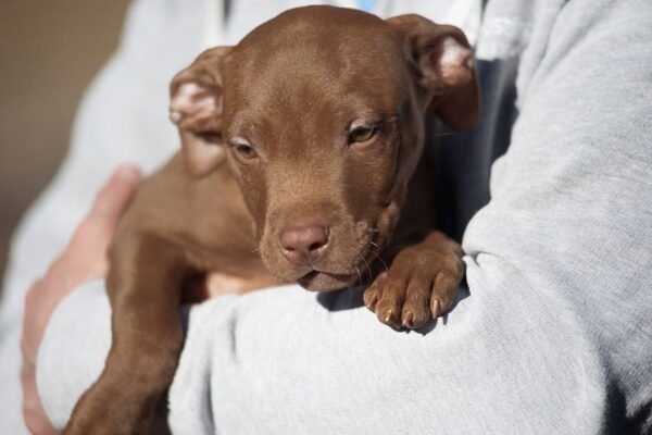 3-week-old male Pitbull Terrier puppy, Tom, exploring his surroundings.