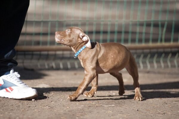 3-week-old male Pitbull Terrier puppy, Tom, exploring his surroundings.