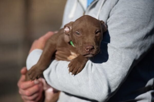 3-week-old male Pitbull Terrier puppy, Elvis, exploring his surroundings.