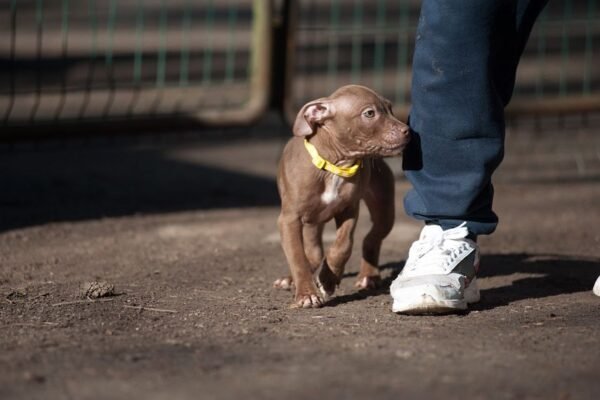 3-week-old female Pitbull Terrier puppy, Luna, exploring her surroundings.