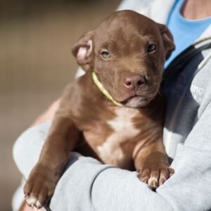 3-week-old male Pitbull Terrier puppy, Marvin, exploring his surroundings.