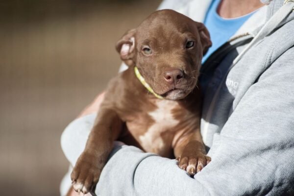 3-week-old male Pitbull Terrier puppy, Marvin, exploring his surroundings.