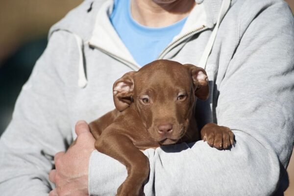 3-week-old male Pitbull Terrier puppy, Tom, exploring his surroundings.
