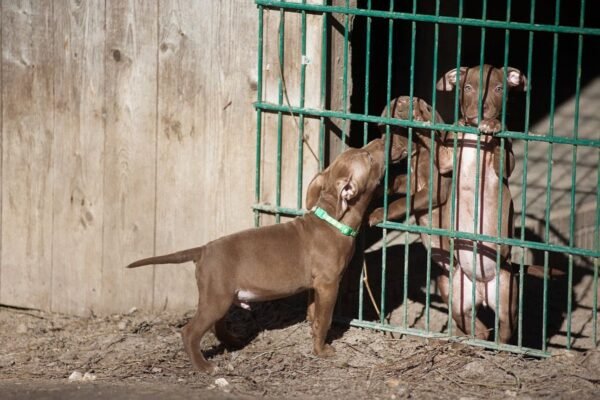 3-week-old male Pitbull Terrier puppy, Elvis, exploring his surroundings.