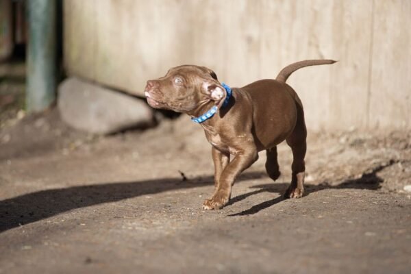 3-week-old male Pitbull Terrier puppy, Tom, exploring his surroundings.