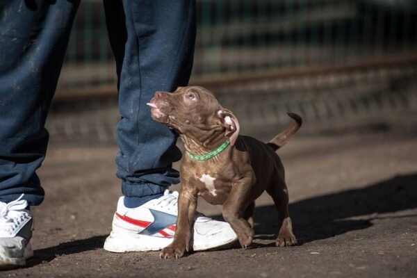 3-week-old male Pitbull Terrier puppy, Elvis, exploring his surroundings.