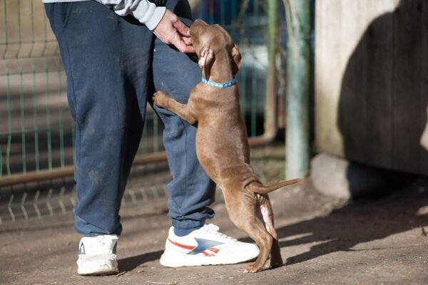 3-week-old male Pitbull Terrier puppy, Tom, exploring his surroundings.