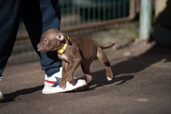 3-week-old female Pitbull Terrier puppy, Luna, exploring her surroundings.