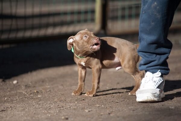 3-week-old male Pitbull Terrier puppy, Elvis, exploring his surroundings.