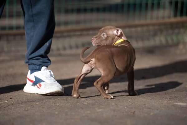 3-week-old female Pitbull Terrier puppy, Luna, exploring her surroundings.