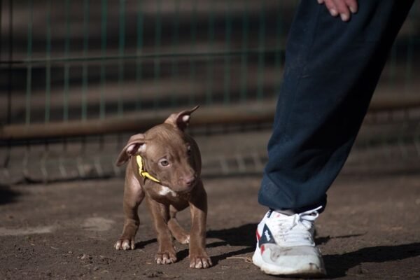 3-week-old female Pitbull Terrier puppy, Luna, exploring her surroundings.