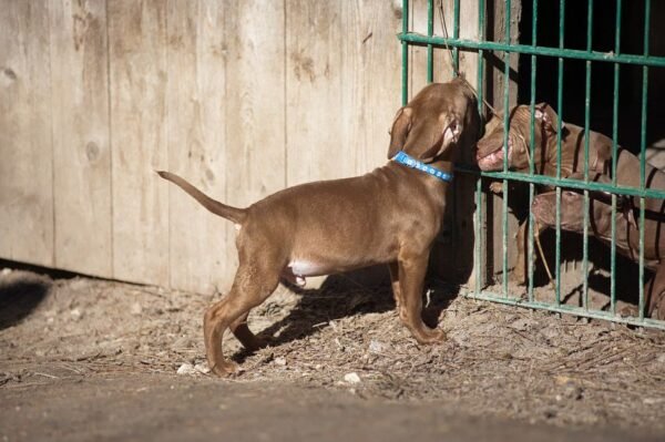 3-week-old male Pitbull Terrier puppy, Tom, exploring his surroundings.