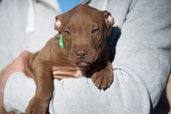 3-week-old male Pitbull Terrier puppy, Elvis, exploring his surroundings.