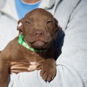 3-week-old male Pitbull Terrier puppy, Elvis, exploring his surroundings.