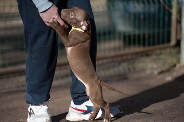 3-week-old female Pitbull Terrier puppy, Luna, exploring her surroundings.