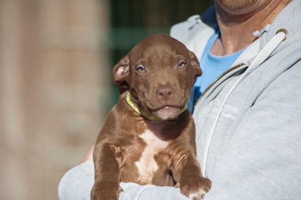 3-week-old male Pitbull Terrier puppy, Marvin, exploring his surroundings.