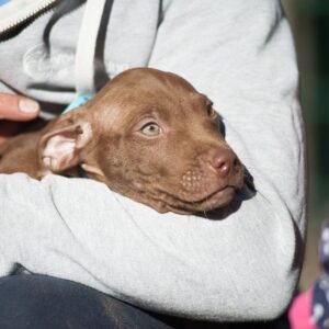 3-week-old male Pitbull Terrier puppy, Nirvana Boy, exploring his surroundings.