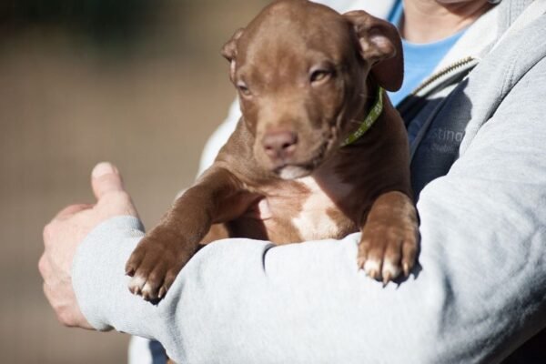 3-week-old male Pitbull Terrier puppy, Marvin, exploring his surroundings.